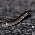 Eastern Small-eyed Snake<br />Canon EOS 7D + EF400 F5.6L + SPEEDLITE 580EXII + Better Beamer